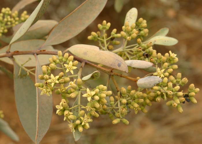 Australian Parasitic Plants Santalaceae